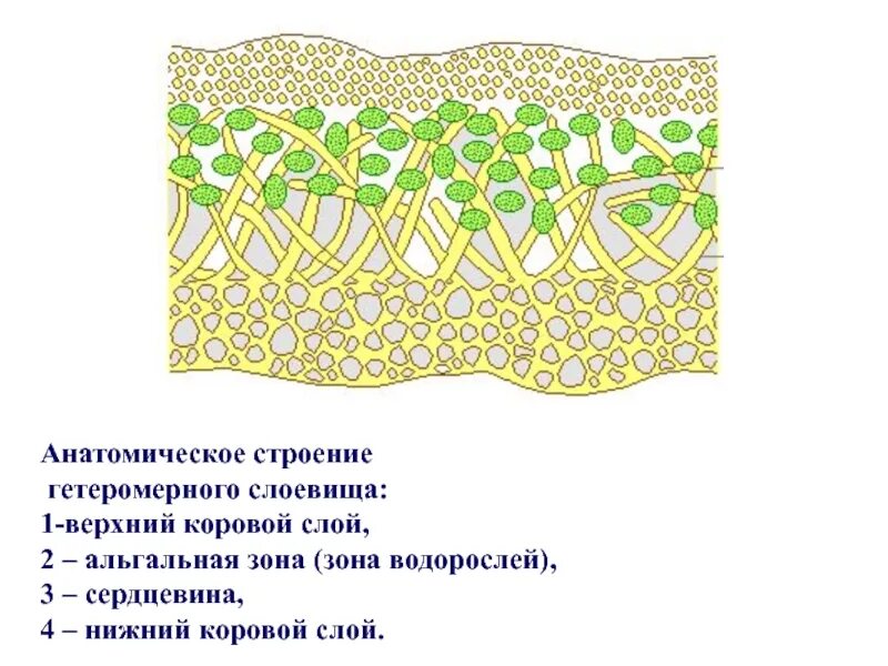 Строение слоевища лишайника. Строение лишайников. Строение лишайника. Строение лишайника таллом слоевище.