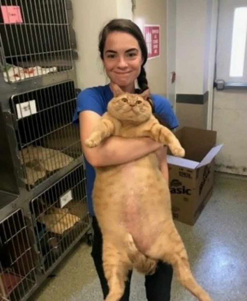 16 кг кошки