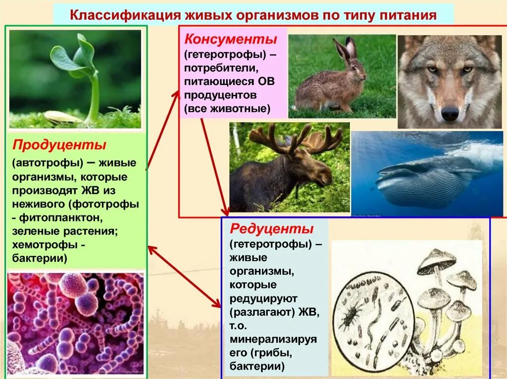 Живые организмы. Классификация типов питания организмов. Классификация гетеротрофов. Продуценты гетеротрофы. Где наибольшее количество живых организмов