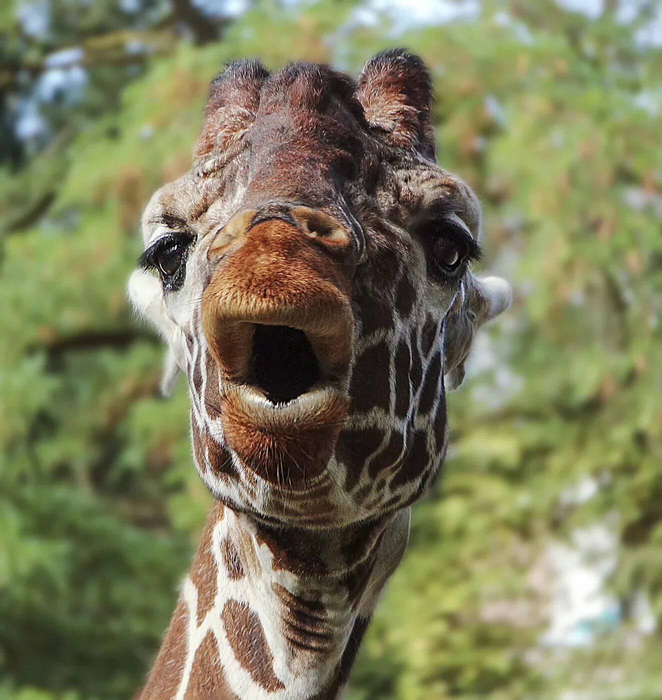 Уши жирафа. Драка жирафов. Жираф с грустными глазами. Части тела жирафа. Жираф зевает.