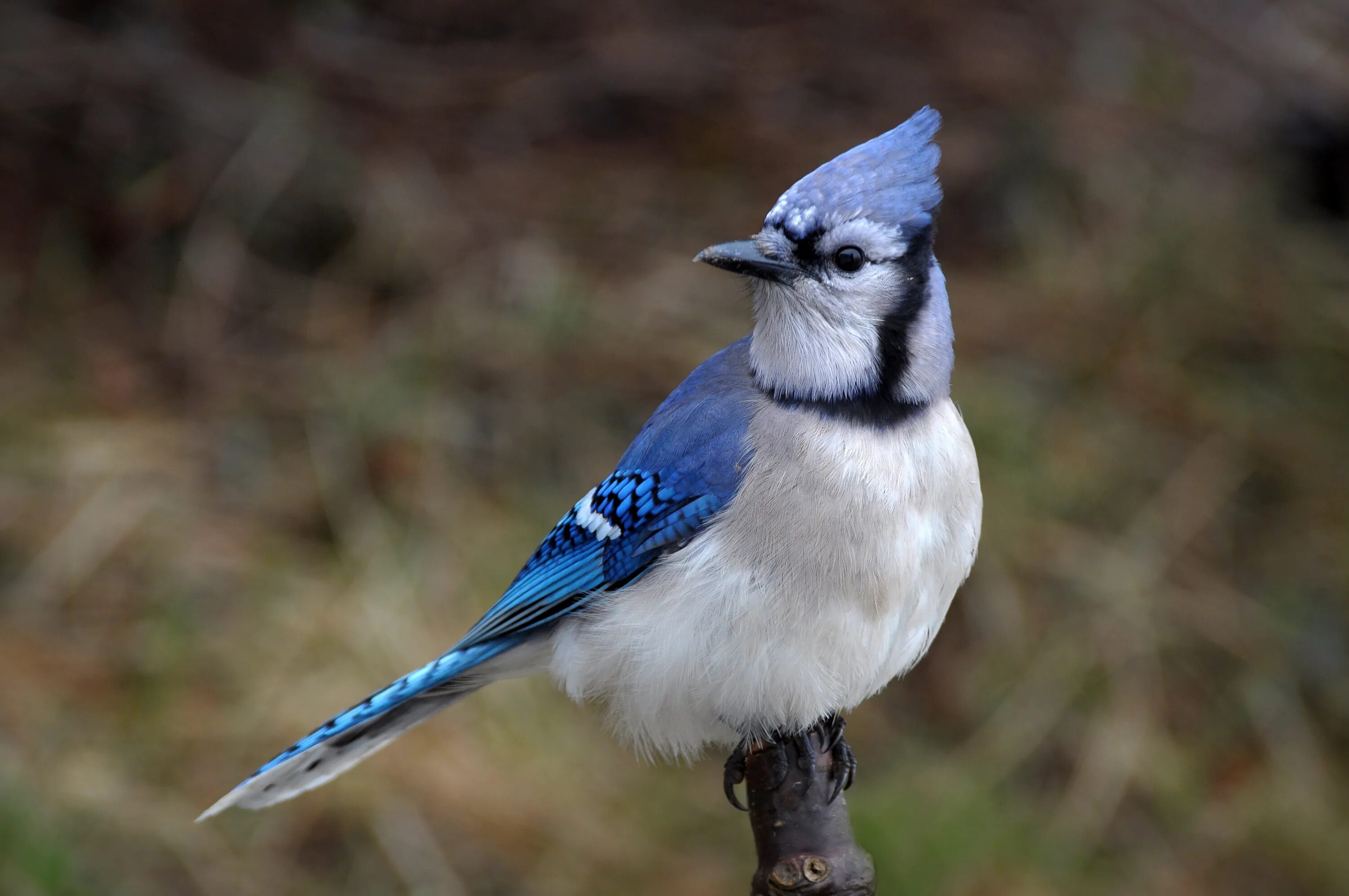 Сойка софт. Blue jay. сойка голубая в профиль. североамериканская голубая сойка с птенцами. канадская сойка голубая на руке.