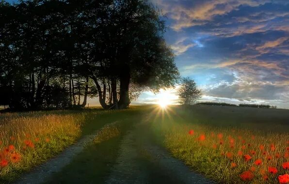 Download wallpaper field, tree, dawn, morning, Germany, section landscapes in re