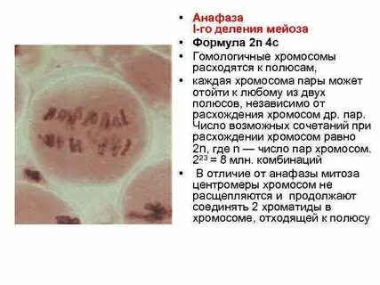 Для анафазы 1 мейоза характерно