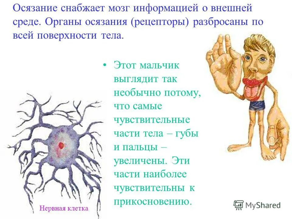 влияние ионизирующего излучения на организм. действия радиоактивных излучений на живые организмы 9 класс. наиболее чувствительные организмы. органы наиболее чувствительные к радиации. влияние радиационных излучений на живые организмы.