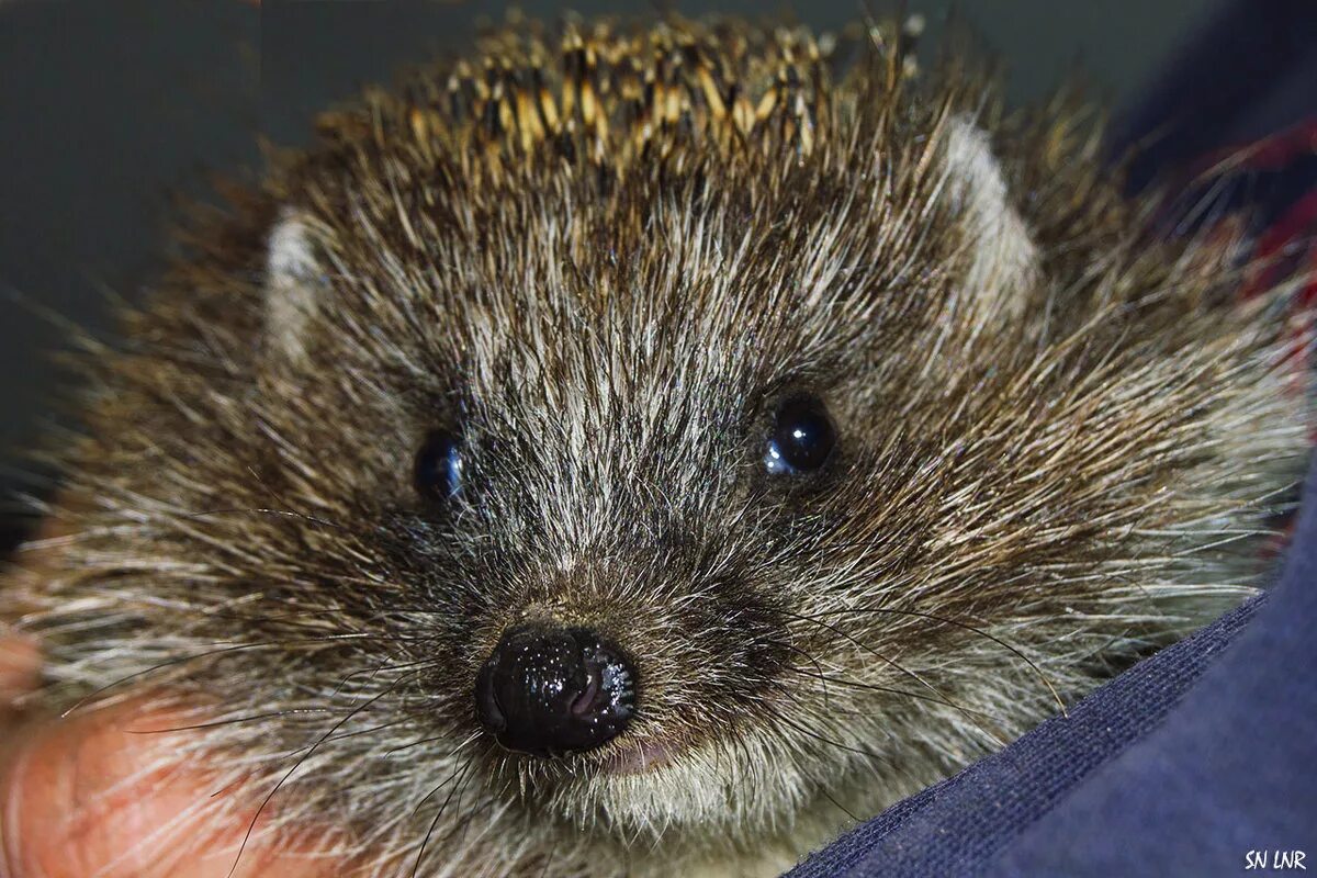 Еж и крыса. Ежи и мыши. Ежик хищник. Мышь ежик. Слизняк еж.