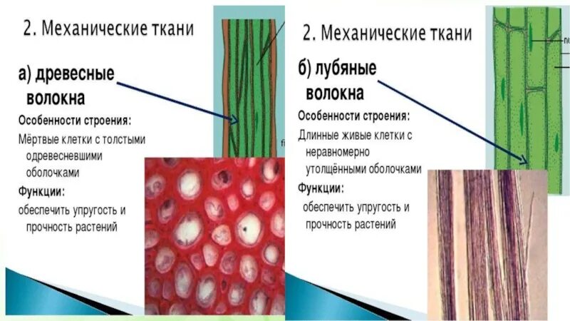 Древесные волокна у растений