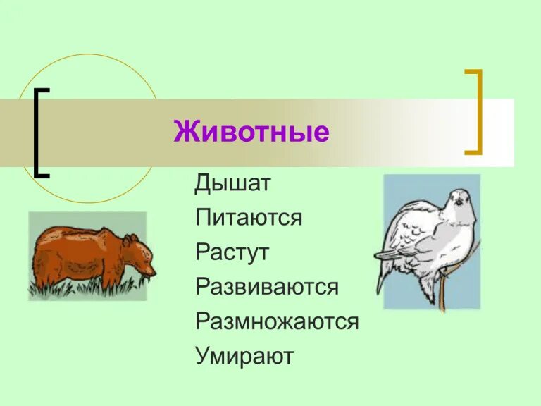 Как дышат животные. Животные питаются дышат. животные питаются. размножаются. животные дышат размножаются.