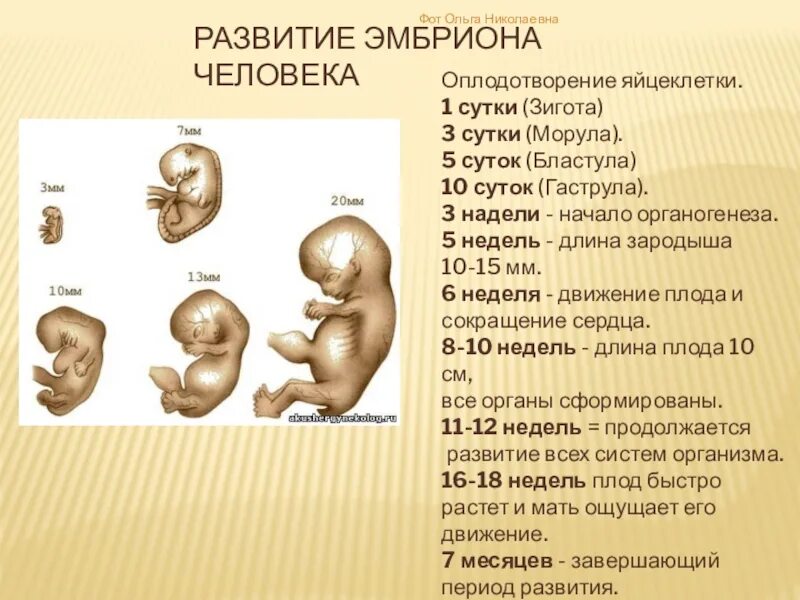 На какой неделе формируется. Стадии развития эмбриона. Стадии развития зародыша человека. Стадие развитие эибриона. 5,5 Сутки эмбрионального развития.
