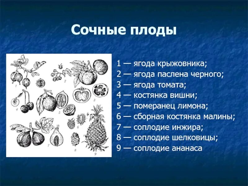 Какие типы плодов изображены на рисунке. Плоды сочные ягодовидные плоды. Сочные плод ягода и костянка. Сочные плоды примеры. Сочные односемянные плоды.