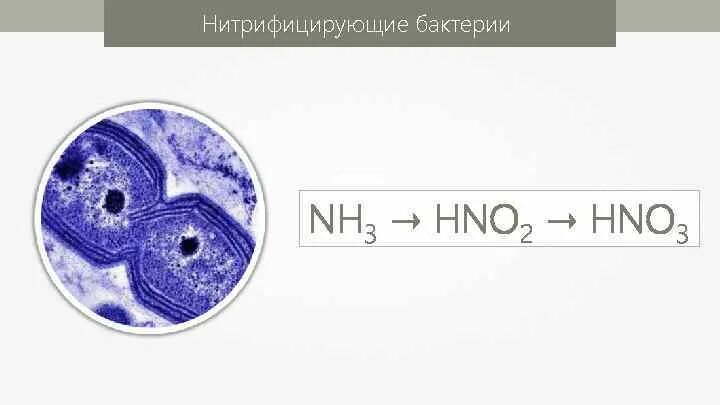 Нитрифицирующие бактерии. Нитрифицирующие бактерии