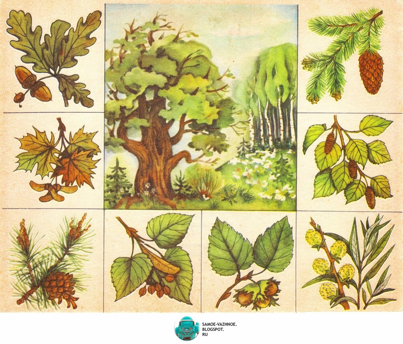 Плоды деревьев леса. Плоды деревьев леса. Конский каштан обыкновенный плод. Желудь плод. Плоды деревьев леса.