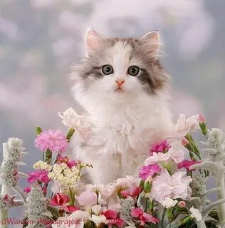 Покажи фотки красивых котиков