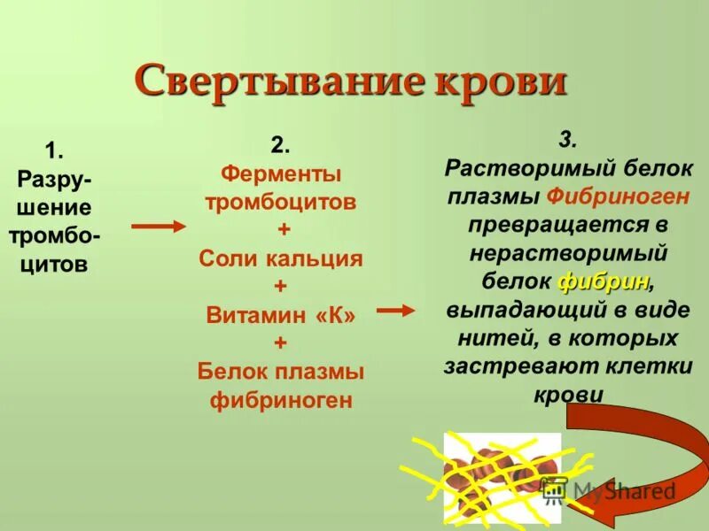 Фермент тромбоцитов. Ферменты свертывания крови. Участвует в свертывании крови. Белок в процессе свертывания крови.