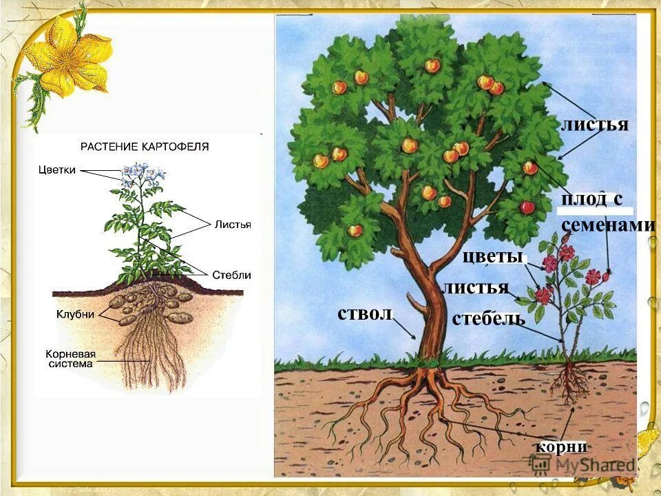 Корень ствол листья