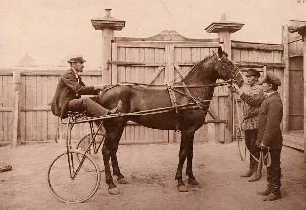 Pin by Ольга Котова on Жеребец Крепыш Animals, Horses, Horse lover