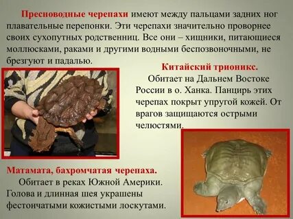 Конечности черепах