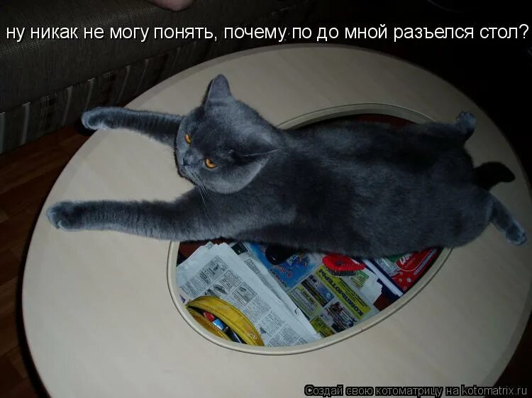 никак не уснуть. никак захочешь. никак захочешь. никак захочешь. у котика болит голова.