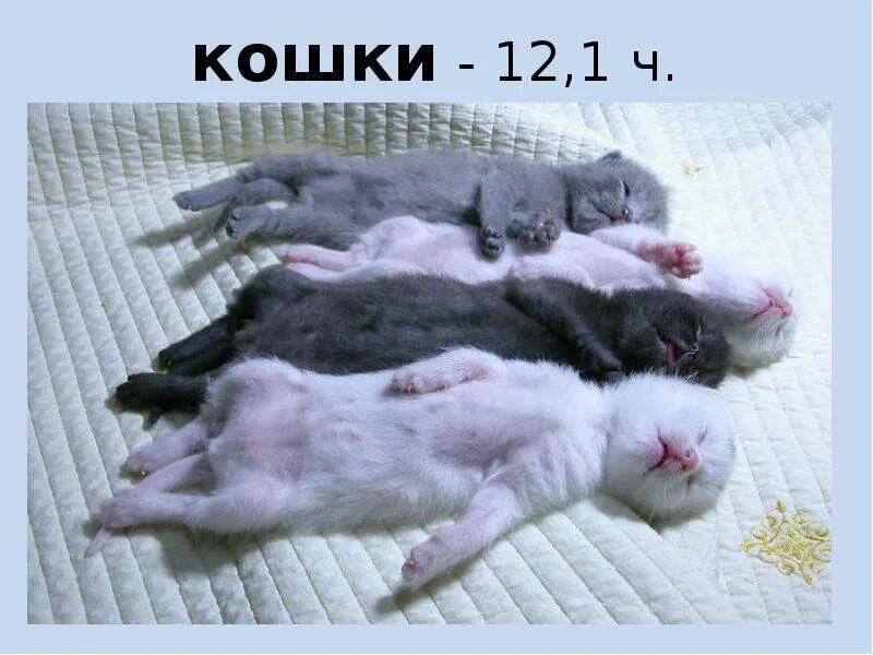 Подкрался ночью незаметно