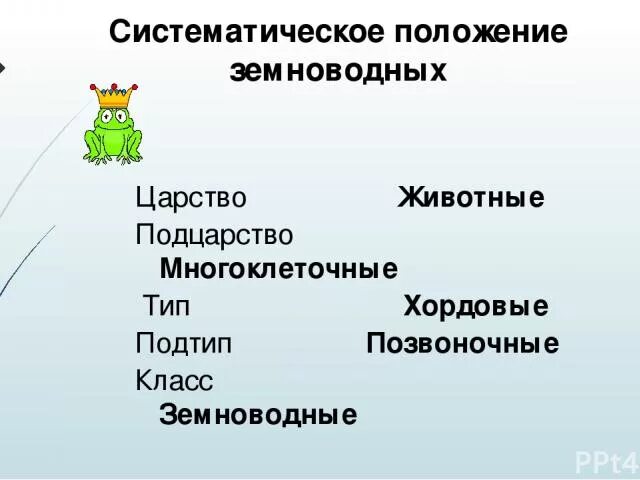 Классификация хордовых животных. Хордовые систематическое положение. Хордовые систематическое положение. Систематическое положение класса птиц. Хордовые систематическое положение.