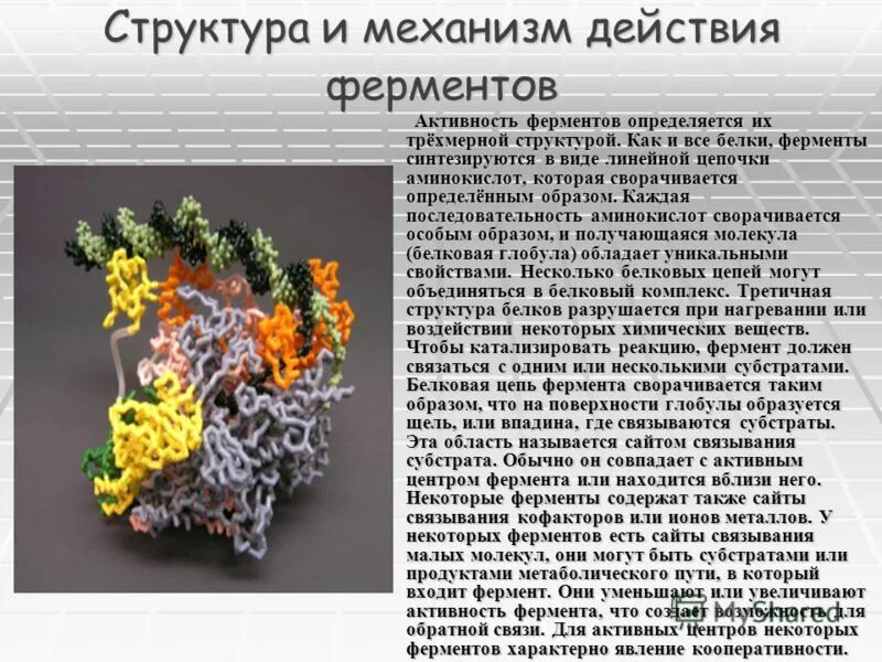 Ферментативная функция белков состоит в. Роль металлов в структуре и функции ферментов. Функции ферментов в растении. Все белки ферменты. Амилаза функция белка.