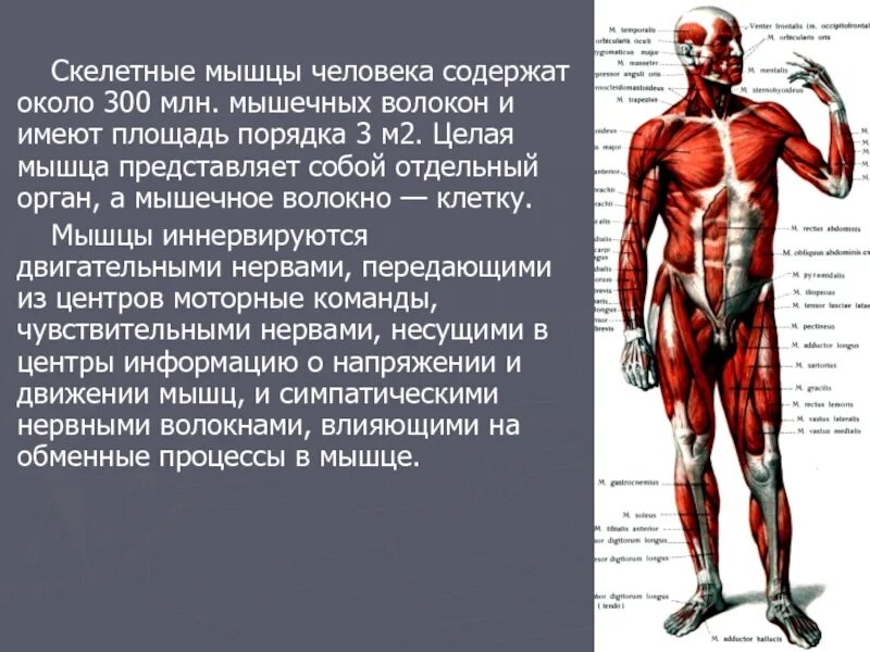 Работа скелетных мышц человека. Скелетные мышцы. Скелетные мышцы человека. Скелетные мышцы мышцы туловища. Непарные скелетные мышцы.