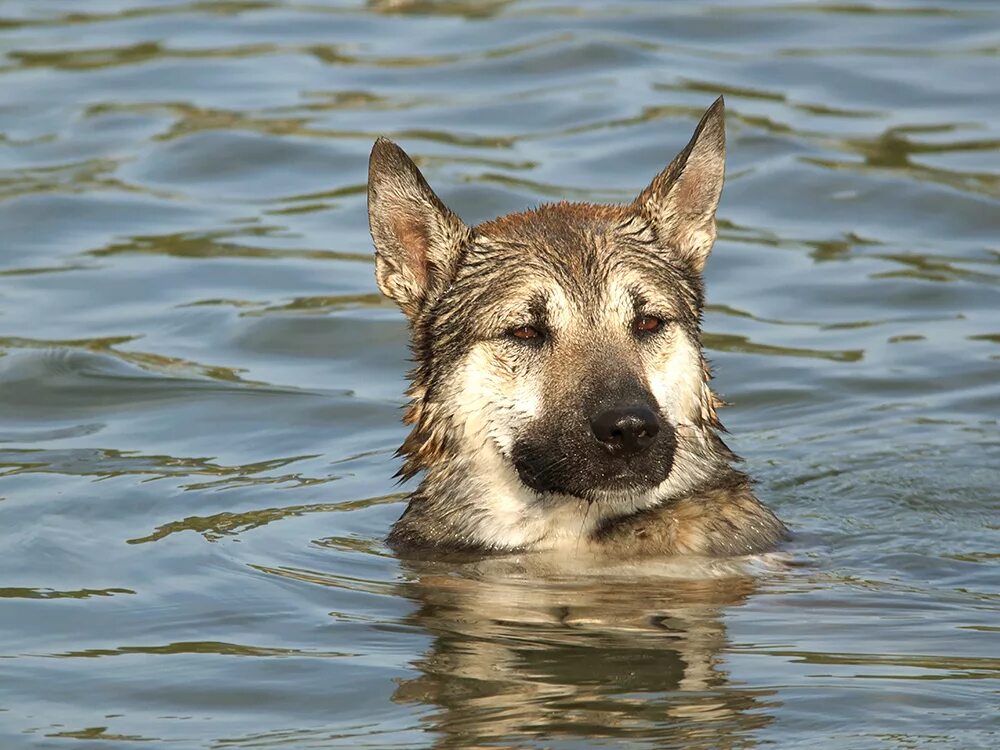 Морская собака. Фотосессия с собакой на море. Морской песик. Морской пес Канопус.