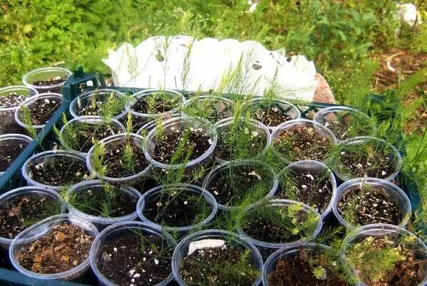 Спаржа огородная. Спаржа рассада. Всходы спаржи. Спаржа рассада. Спаржа семена как выращивать.