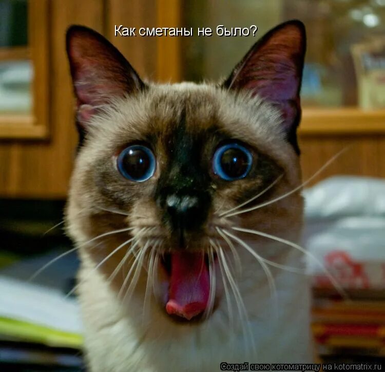 Сама в шоке картинки. Испуганный кот. Пугливый кот. А я то как в шоке. Я в шоке фото.