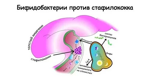 Стафилококк в кишечнике у взрослого симптомы