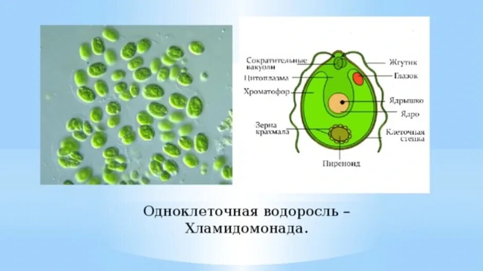 Одноклеточные водоросли биология. Одноклеточная водоросль хламидомонада. Строение одноклеточной водоросли хламидомонады биология. Строение одноклеточной водоросли хламидомонады биология 6 класс. Крахмальное тельце хламидомонады.