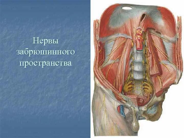 Форум забрюшинное пространство. Забрюшинное пространство топография. забрюшинная клетчатка анатомия. хирургическая анатомия забрюшинного пространства.