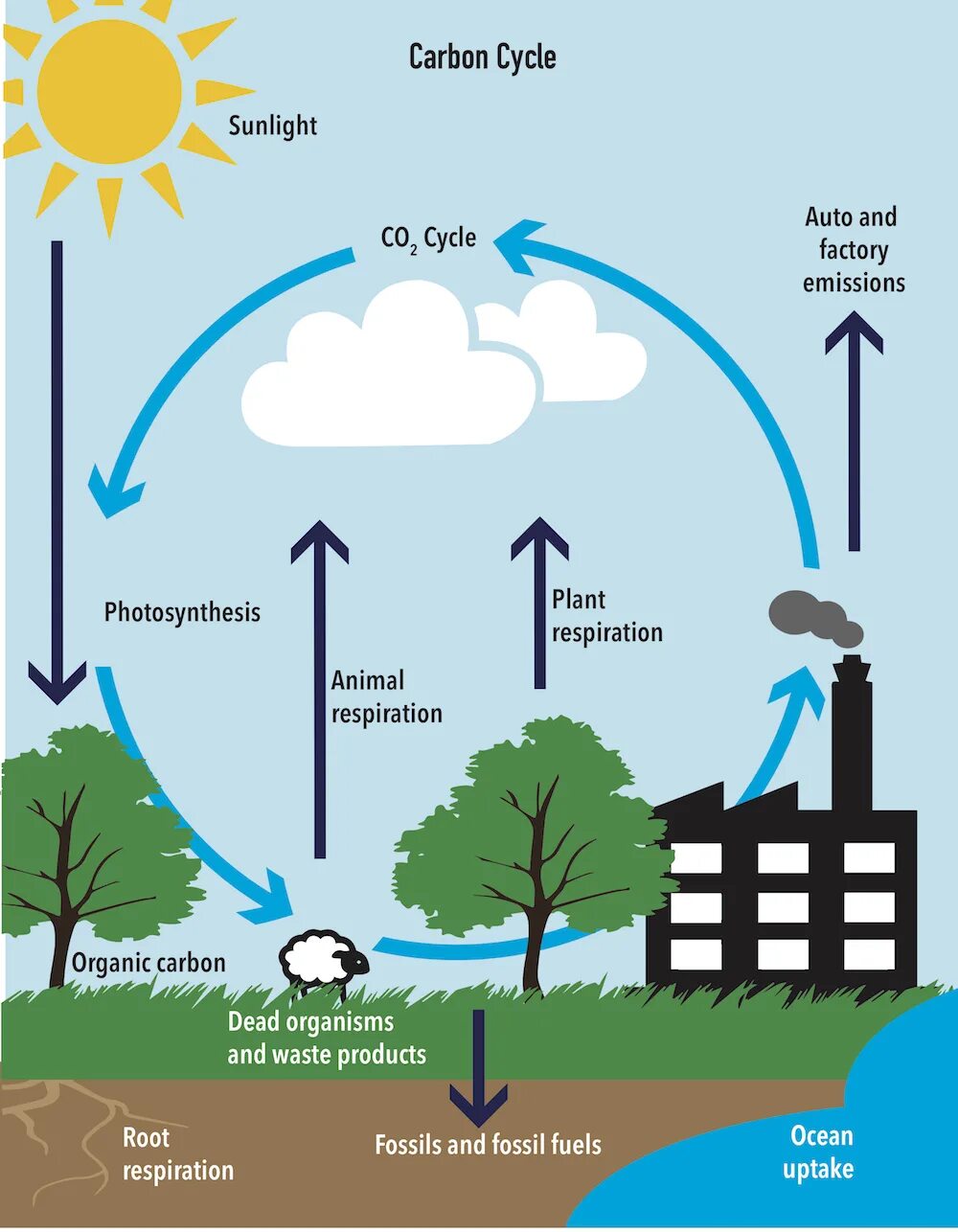 Use carbon dioxide. Carbon Cycle. Carbon Cycle diagram. Carbon dioxide and Oxygen Cycle. The Cycle of Carbon dioxide in nature.