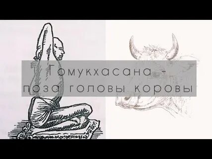 Поза головы коровы