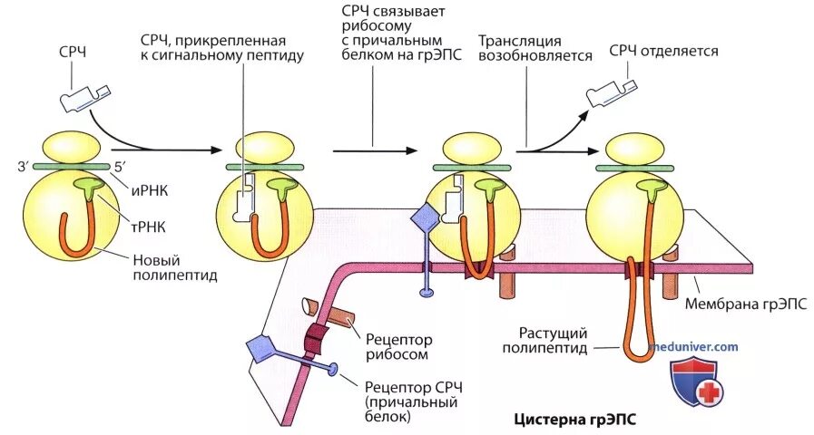 Сборка белка происходит. ЭПС рибосомы строение. Синтез белка на рибосомах. Строение рибосомы трансляция. ЭПС И рибосомы строение и функции.