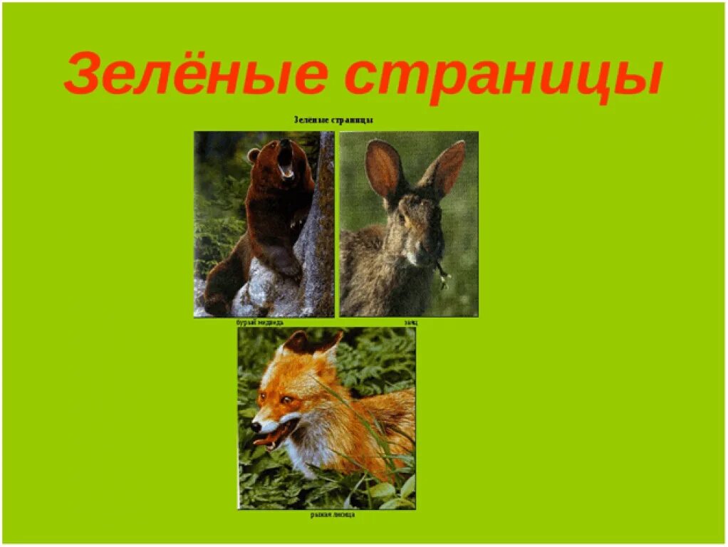 Зеленые страницы животные 4 класс. Зеленые страницы красной книги животные. зелёная книга животных и растений. зелёные страницы 3 класс животные. проект зеленые страницы.