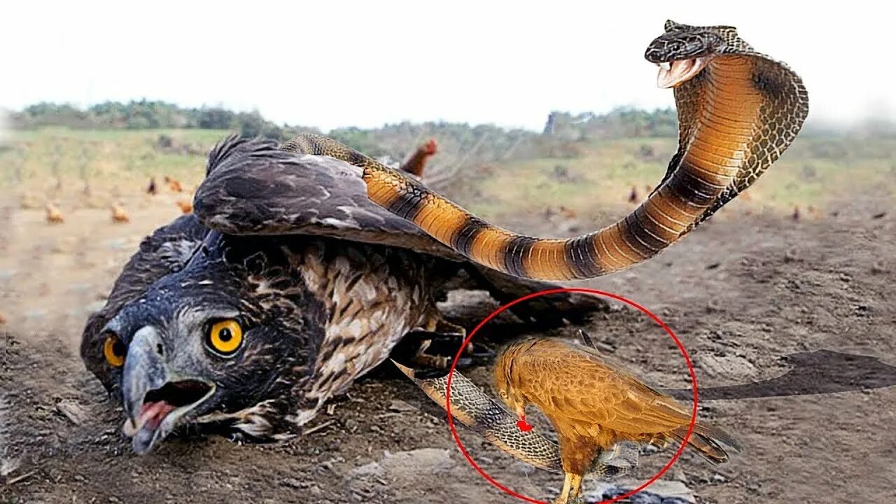 Сон змея ест змею. Птица против змеи. Орел против змеи. Нападающая змея. Змея нападает на птицу.