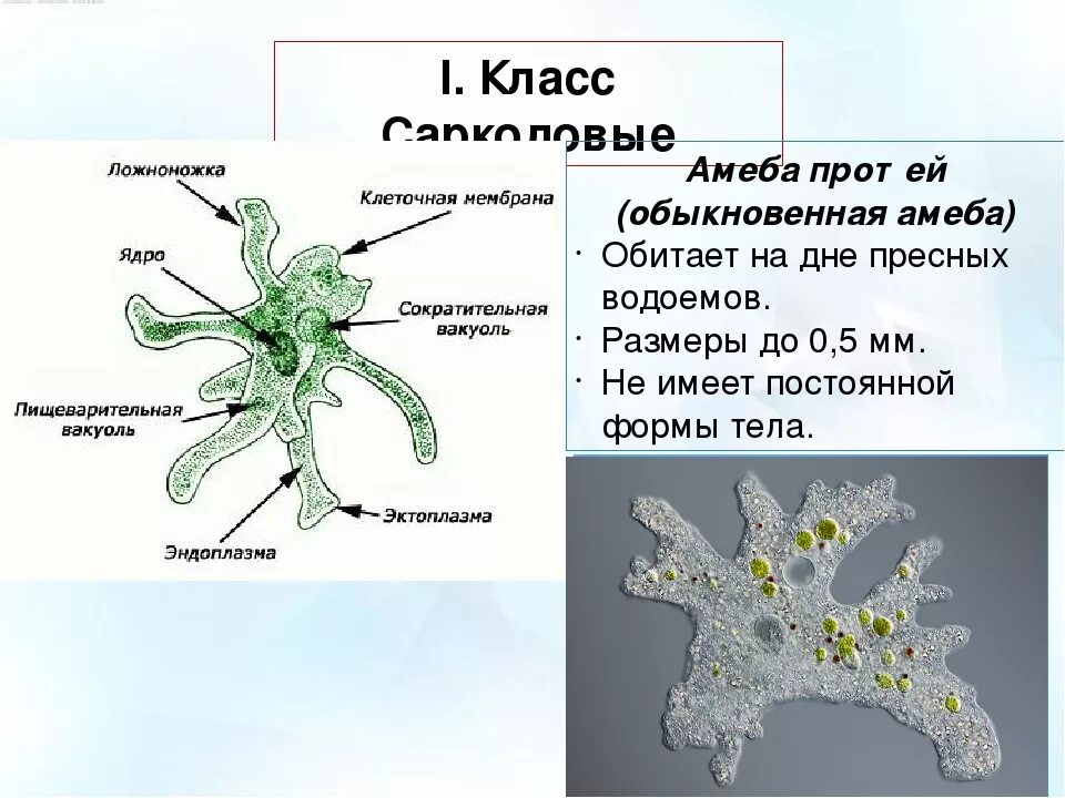 Сократительная вакуоль у амебы. Тип Саркодовые амеба обыкновенная. Класс Саркодовые амёба обыкновенная. Строение амебы 7 класс биология. Тип Саркодовые и жгутиконосцы 7.