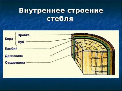 Правильная последовательность стебля