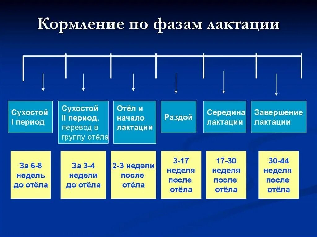 Период лактации у коров. Стадии лактации у коров. Кормление коров по периодам лактации. Лактационный период у коров.