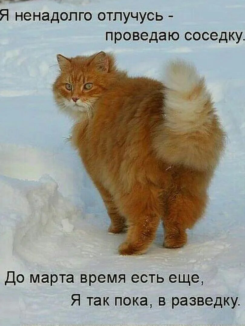 Кота ушел зимой