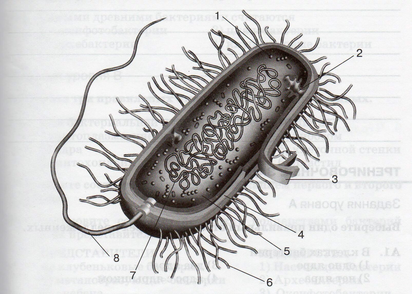 Строение прокариотической бактериальной клетки. Строение бактериальной клетки прокариот. Строение бактериальной клетки. Схема строения бактериальной клетки без подписей.