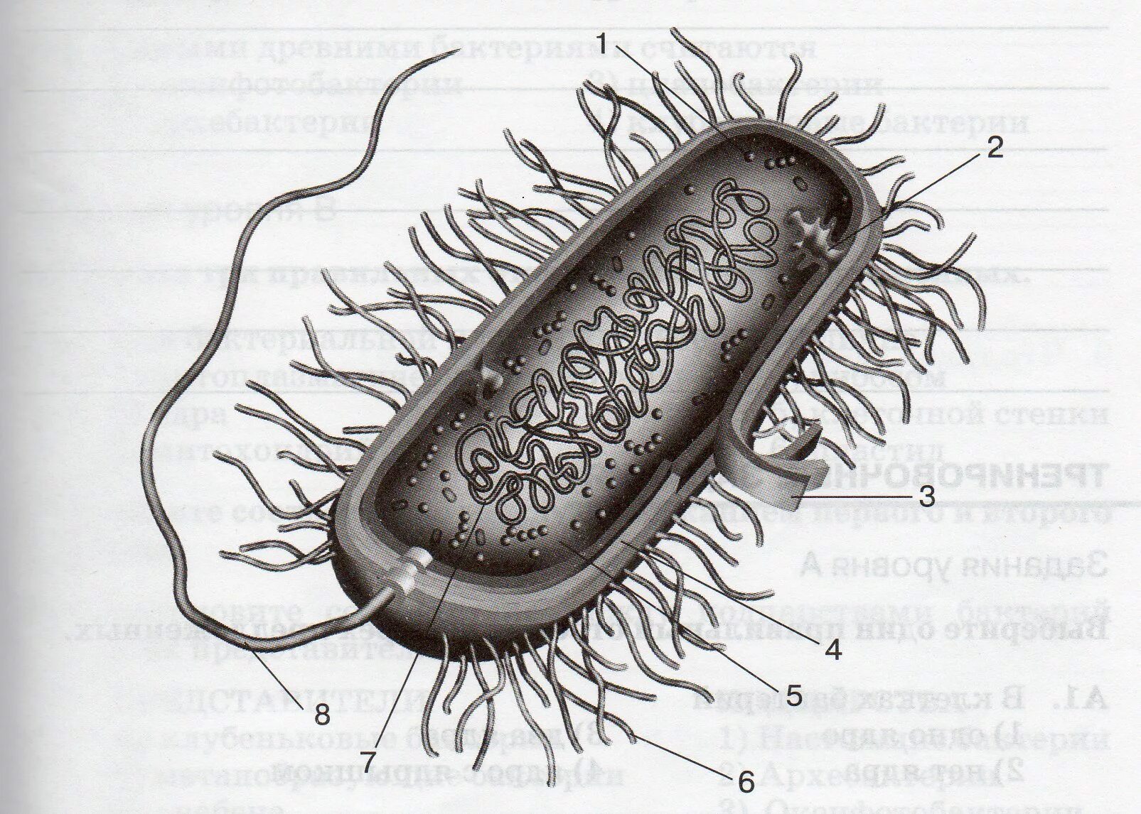 Строение прокариотической бактериальной клетки. Строение бактериальной клетки прокариот. Строение бактериальной клетки. Схема строения бактериальной клетки без подписей. Строение клетки бактерии 7 класс