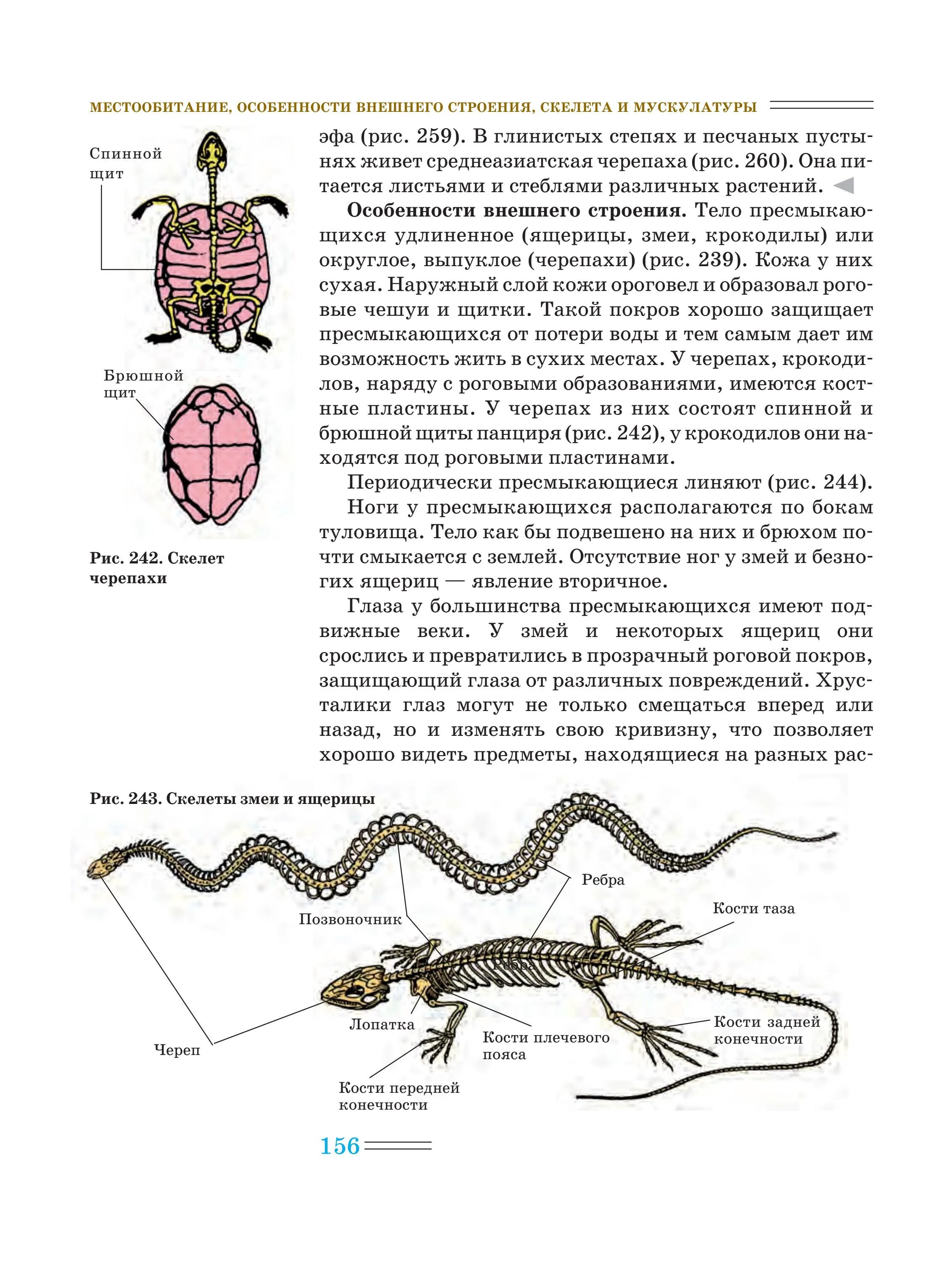 Анализ ящерица. Сравнительный анализ строения скелетов черепахи ящерицы и змеи. Скелет рептилий схема биология 7 класс. Особенности строения скелета черепахи. Скелет пресмыкающихся.