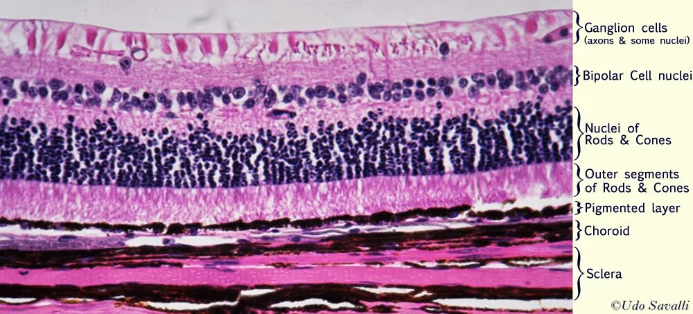 Слои сетчатки глаза гистология. Сетчатка глаза гистология препарат. Клетки сетчатки гистология. Эпителий роговицы глаза гистология препарат.