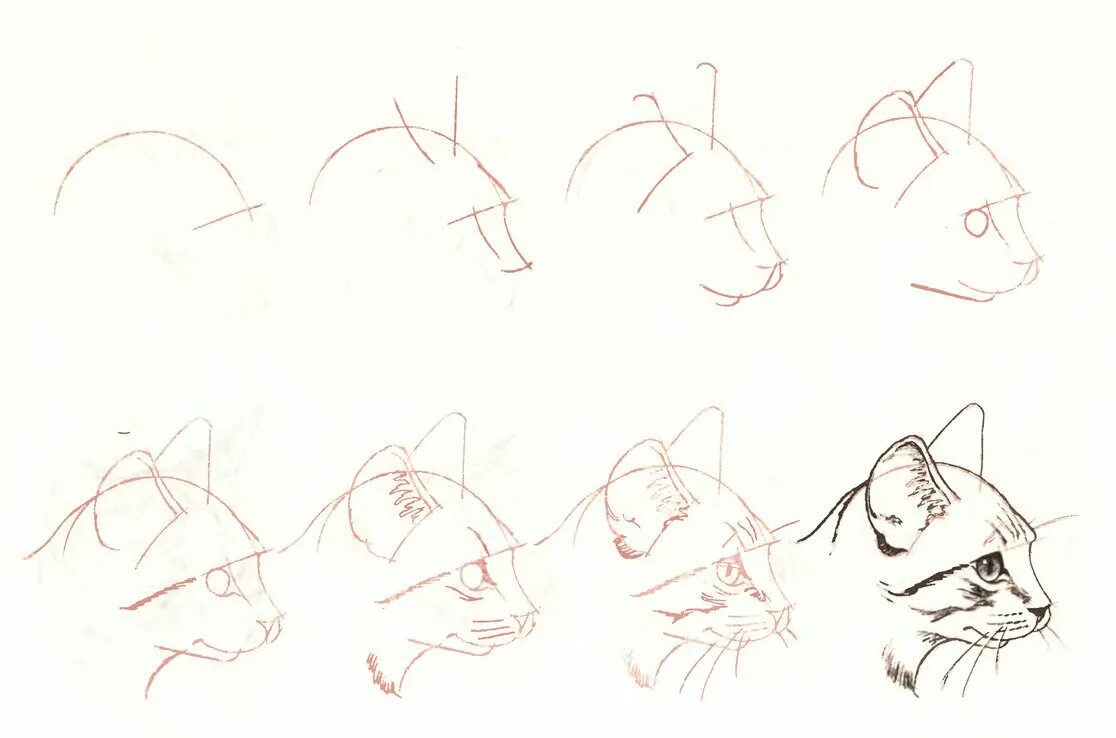 Пошаговые уроки с нуля. Кошка рисунок. Пошаговые рисунки карандашом. Поэтапный рисунок кошки. Кошка рисунок карандашом.