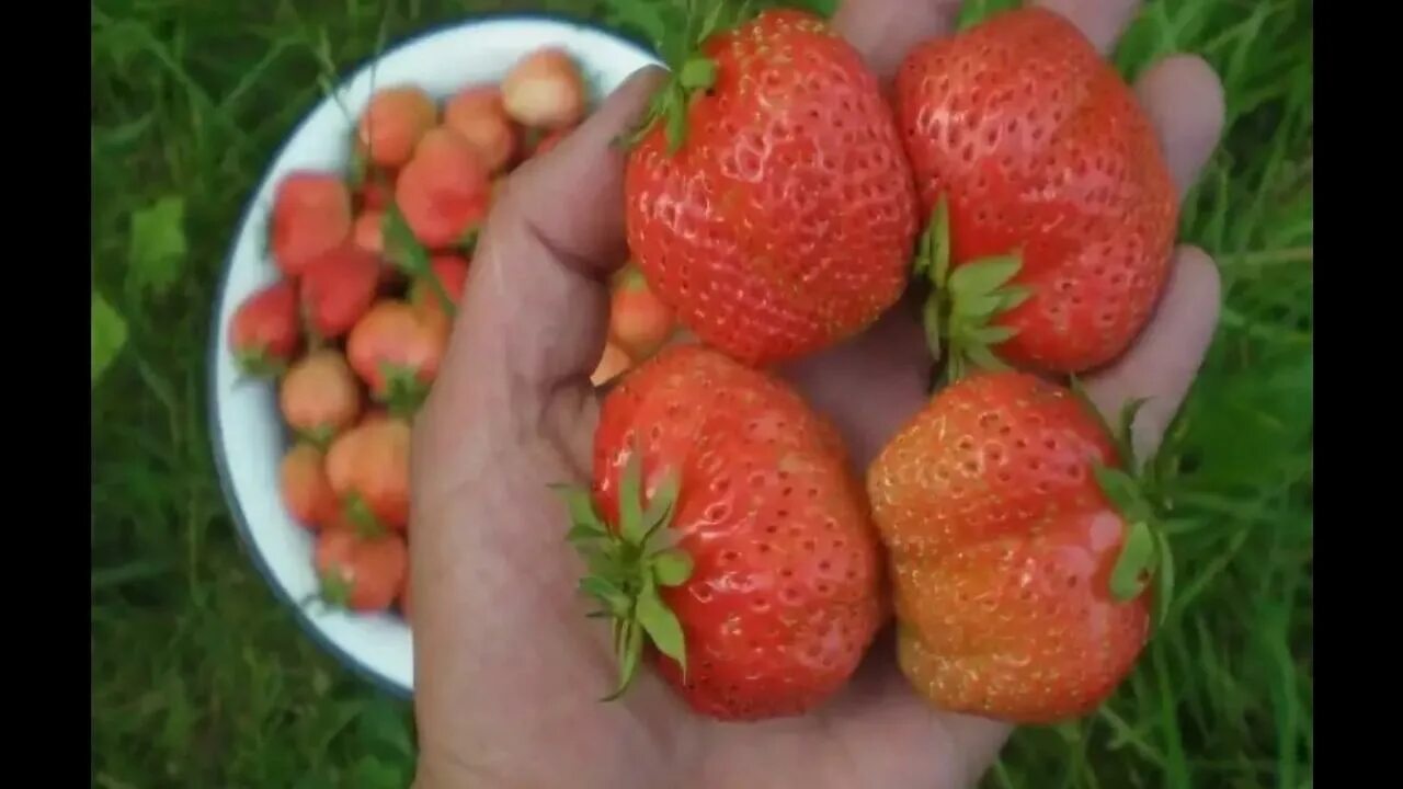 Розовая клубника сорта. Клубника финская Ананасная. Клубника сорт Ананасная. Клубника финская розовая Ананасная.