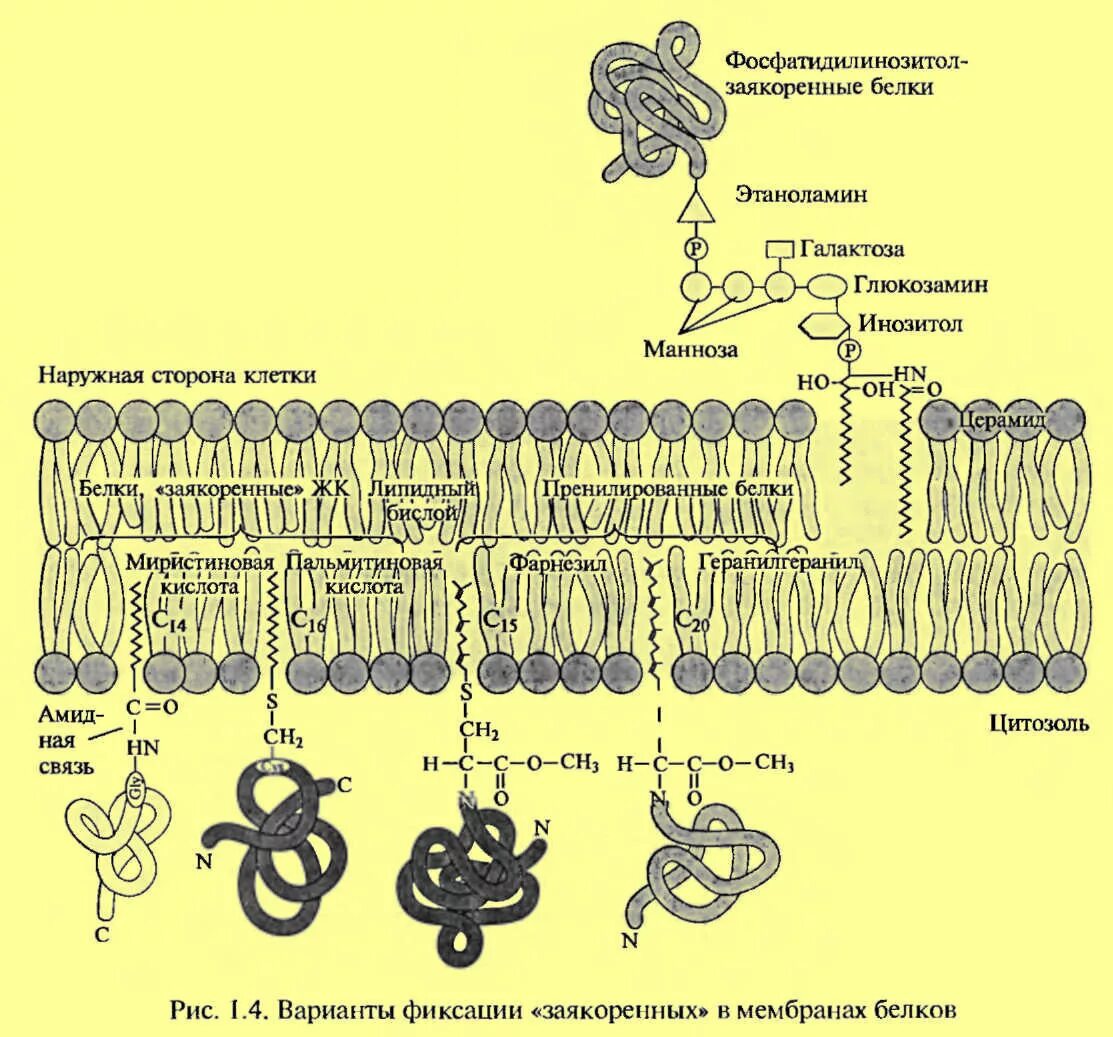 Биохимия мембран. Белки мембраны Интегральные белки. Белки мембранзаякоренные. Заякоренные белки мембран. Заякоренный белок мембраны.