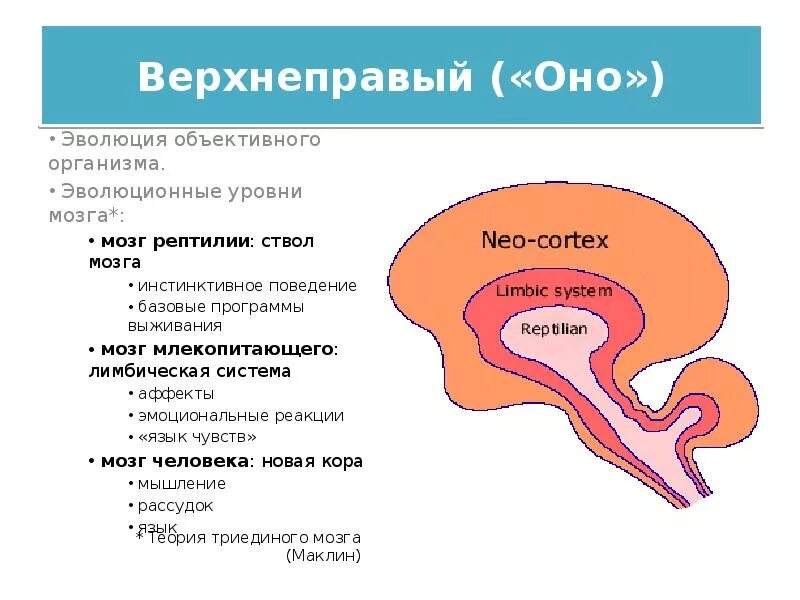 Мозг 3 уровня. Рептильный мозг лимбический мозг и неокортекс. мозг млекопитающего лимбическая система. строение мозга рептильный. теория триединого мозга.