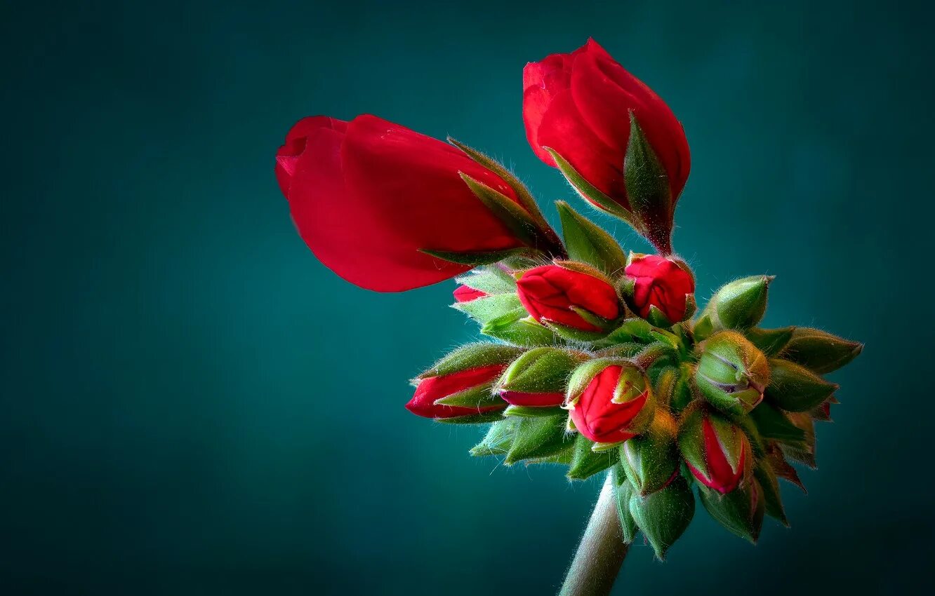 Цветок с красным бутоном. Цветы на темном фоне. Бутон тюльпана. Красные тюльпаны бутоны.