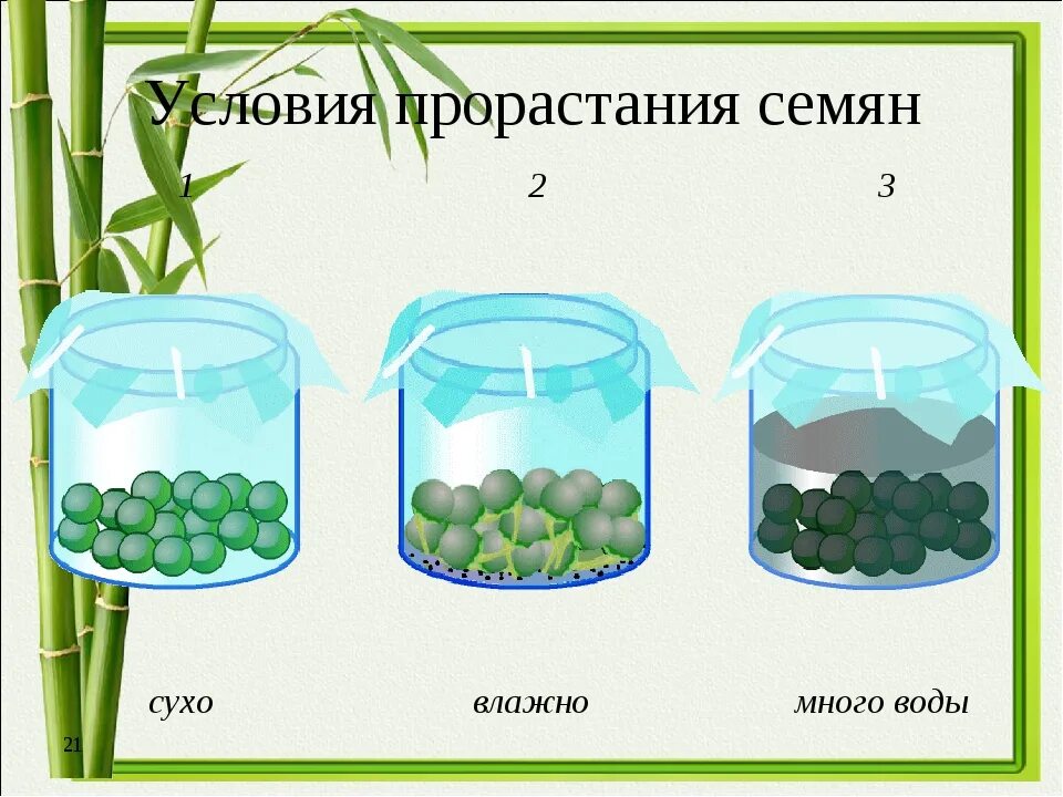 Условия прорастания семян вода. Эксперимент с прорастанием семян. Опыты по условиям прорастания семян. Условия прорастания семян схема. Условия прорастания семян эксперимент.